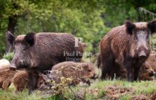 Propriété de chasse et agricole 237 ha Neuvy Sur Barangeon - 3989113PADR