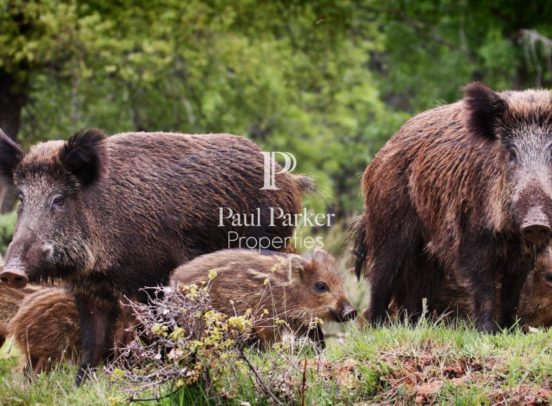 Propriété de chasse et agricole 237 ha Neuvy Sur Barangeon - 3989113PADR